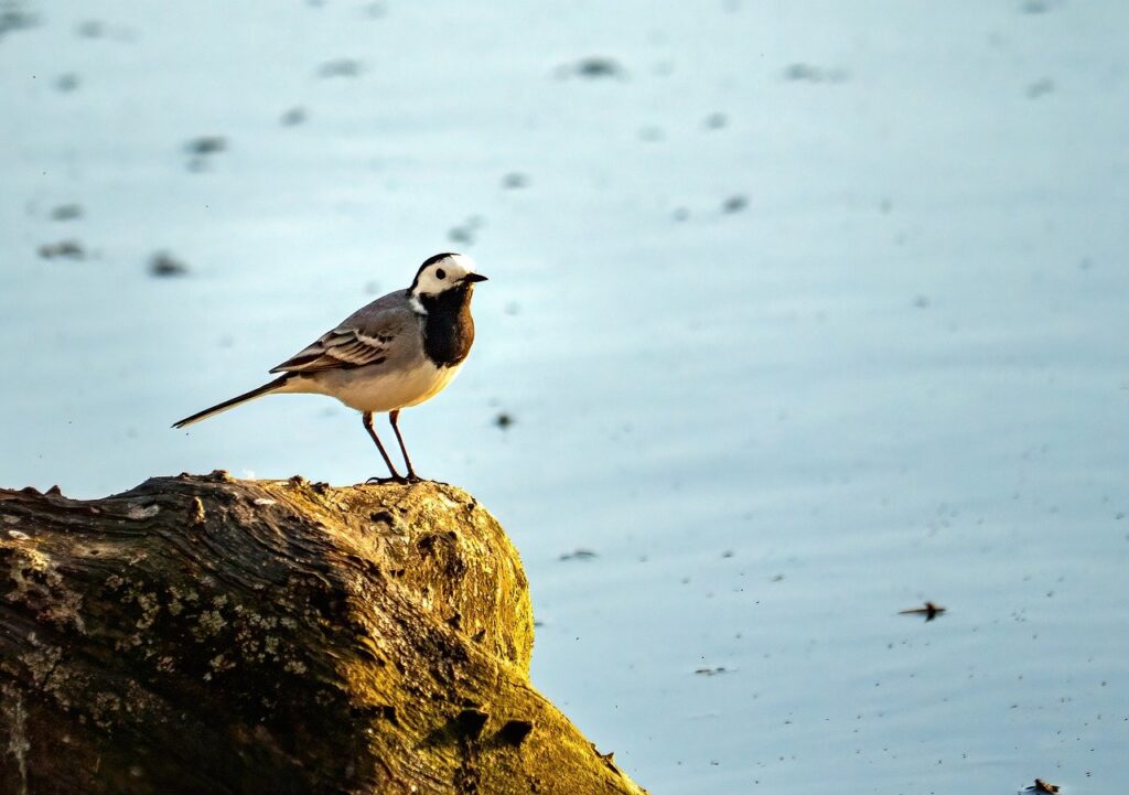 急激な止まり方がACL予防に与える影響とは？