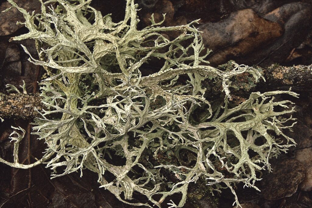 前十字靭帯の予防方法とはどのようなものですか？