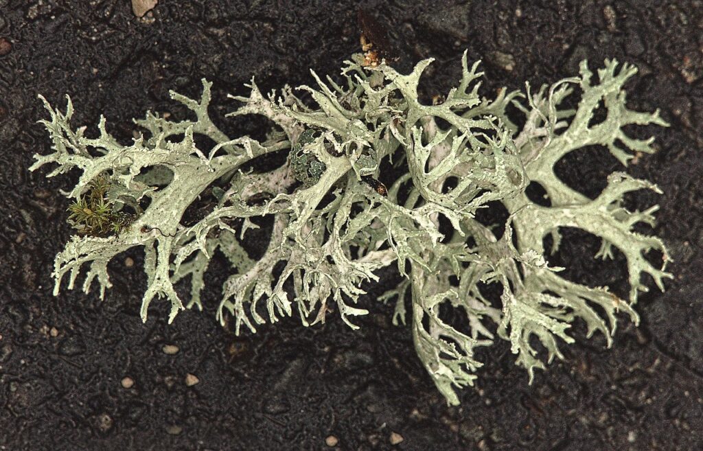 前十字靭帯損傷を予防するために知っておくべきポイントは？