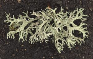 前十字靭帯損傷を予防するために知っておくべきポイントは？