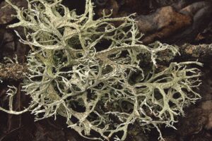 グルコサミンが靭帯に与える効果とは？