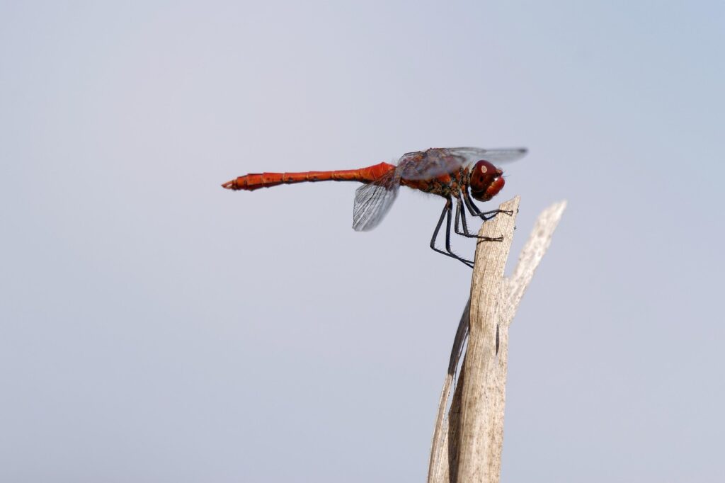 体幹トレーニングの方法はサッカーのパフォーマンス向上にどう役立つ？