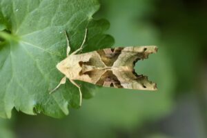 ACL断裂予防のための体力測定項目は何ですか？