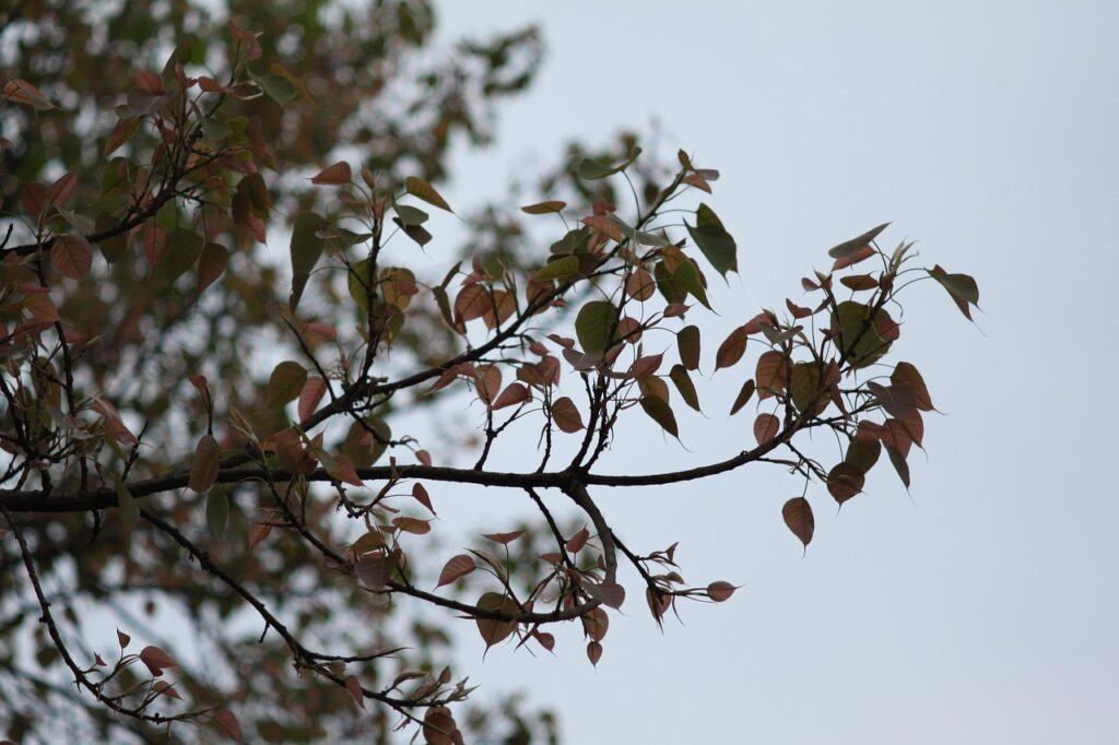 MF切り返しACL予防のための効果的なドリルは？